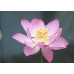 Nelumbo 'Yonsil', lotus rose classique