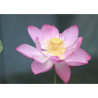 Nelumbo 'Yonsil', lotus rose classique