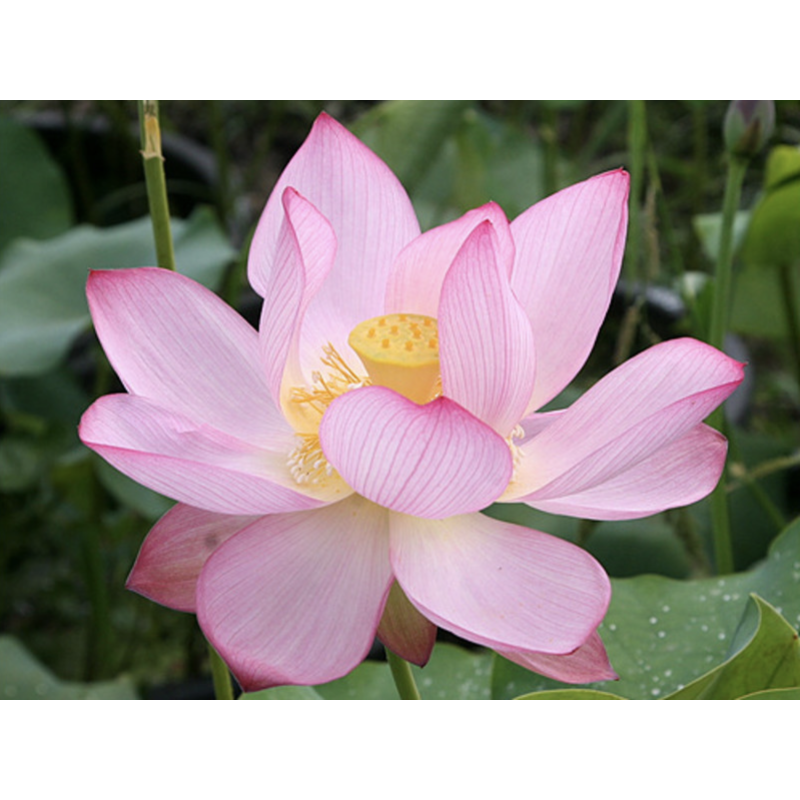 Nelumbo 'Eos', lotus rose classique