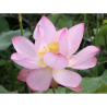 Nelumbo 'Eos', lotus rose classique