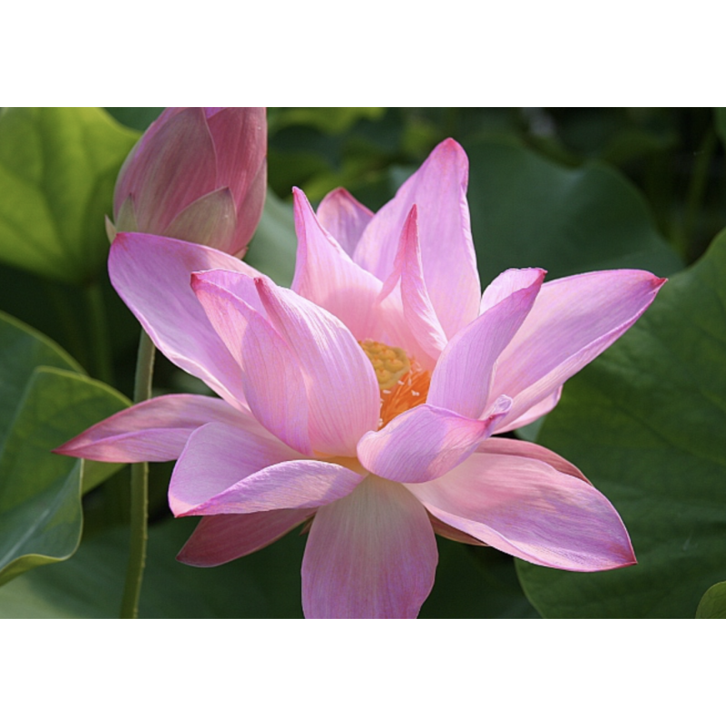 Nelumbo 'Gregg Gibson', lotus rose classique