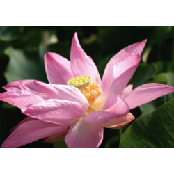 Nelumbo 'Gregg Gibson', lotus rose classique