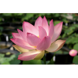 Nelumbo 'Patricia Garrett', lotus rose classique