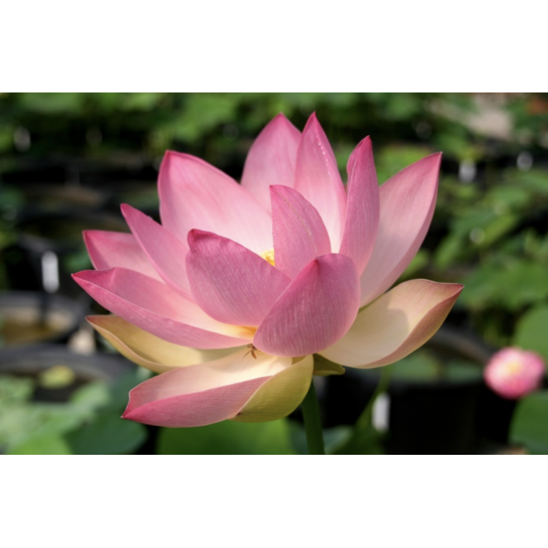 Nelumbo 'Patricia Garrett', lotus rose classique