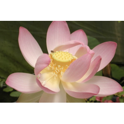 Nelumbo 'Patricia Garrett', lotus rose classique