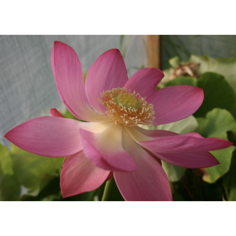 Nelumbo 'L'Aube Rouge' (Syn. Rote Dämmerung), lotus rose soutenu