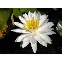 Nymphaea 'Lac des Cygnes', nénuphar blanc rustique