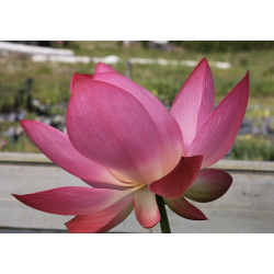 Nelumbo 'L'Aube Rouge' (Syn. Rote Dämmerung), lotus rose soutenu