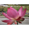 Nelumbo 'L'Aube Rouge' (Syn. Rote Dämmerung), lotus rose soutenu