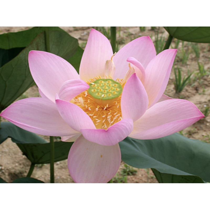 Nelumbo 'Suck-Kyung', lotus rose classique