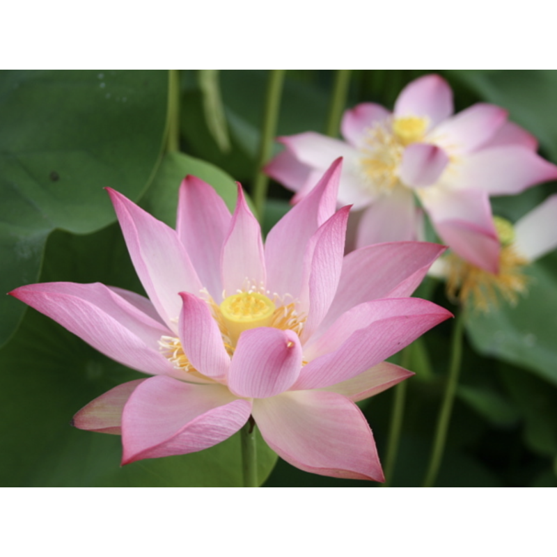 Nelumbo 'Joyful Baby', lotus rose classique