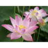 Nelumbo 'Joyful Baby', lotus rose classique