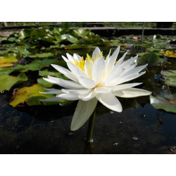 Nymphaea 'Lac des Cygnes', nénuphar blanc rustique