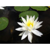 Nymphaea 'Hal Miller', nénuphar blanc rustique