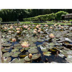 Nymphaea 'Georgia Peach', nénuphar rustique couleur cuivre