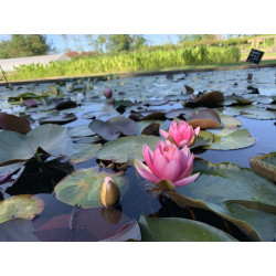 Nymphaea 'Perry's Strawberry Pink', nénuphar rustique couleur rose