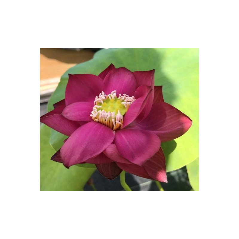 Nelumbo Cuddlin Caroline, lotus rouge