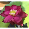 Nelumbo Cuddlin Caroline, lotus rouge