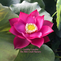 Nelumbo Cuddlin Caroline, lotus rouge