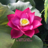 Nelumbo Cuddlin Caroline, lotus rouge