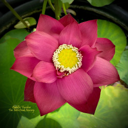 Nelumbo Cuddlin Caroline, lotus rouge