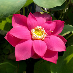 Nelumbo Fire Red, lotus rouge