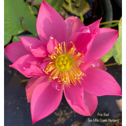 Nelumbo Fire Red, lotus rouge
