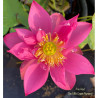 Nelumbo Fire Red, lotus rouge