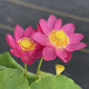 Nelumbo Fire Red, lotus rouge
