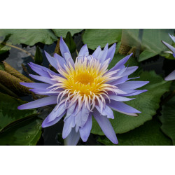 Nymphaea 'Alexis', nénuphar tropical diurne