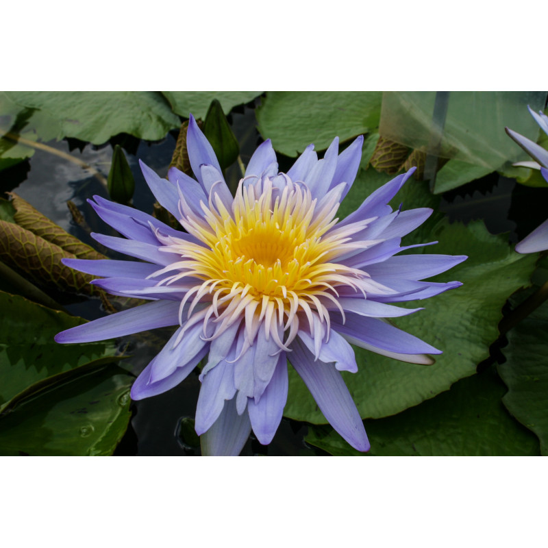 Nymphaea 'Alexis', nénuphar tropical diurne