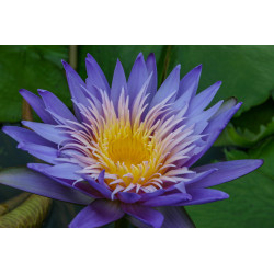 Nymphaea 'Alexis', nénuphar tropical diurne