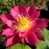 Nelumbo 'Red Light 15', lotus rouge