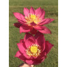 Nelumbo 'Red Light 15', lotus rouge