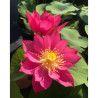 Nelumbo 'Red Light 15', lotus rouge