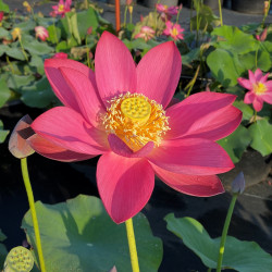 Nelumbo 'Ford's Raptor Red', lotus rouge