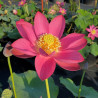 Nelumbo 'Ford's Raptor Red', lotus rouge