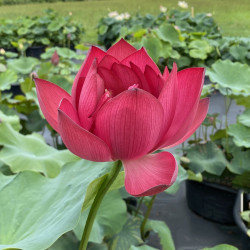 Nelumbo 'Ford's Raptor Red', lotus rouge