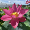 Nelumbo 'Ford's Raptor Red', lotus rouge