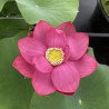 Nelumbo 'Ford's Raptor Red', lotus rouge