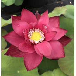 Nelumbo 'Zhong Guo Hong Beijing', lotus rouge