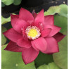 Nelumbo 'Zhong Guo Hong Beijing', lotus rouge