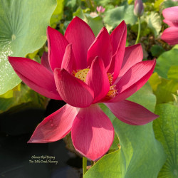 Nelumbo 'Zhong Guo Hong Beijing', lotus rouge