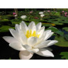 Nymphaea 'Perry's White Wonder', nénuphar blanc rustique