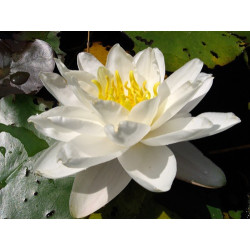 Nymphaea 'Perry's White Wonder', nénuphar blanc rustique