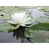 Nymphaea 'Evelyn Stetson', nénuphar blanc rustique