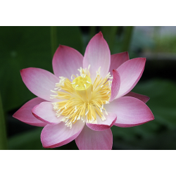 Nelumbo 'Bonny', lotus rose classique