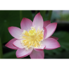 Nelumbo 'Bonny', lotus rose classique