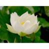 Nelumbo 'Angel Wings' - lotus