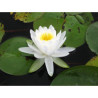Nymphaea 'Evelyn Stetson', nénuphar blanc rustique